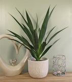 Artificial Yucca Plant, 60cm